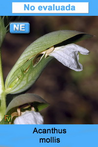 Acanthus mollis