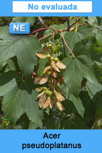 Acer pseudoplatanus