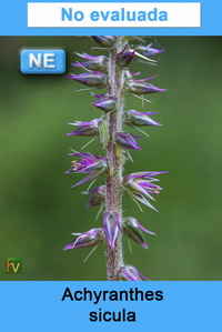 Achyranthes sicula