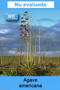 Agave americana