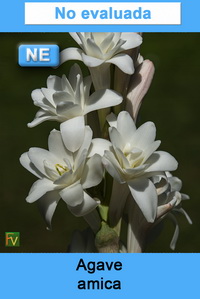 Agave amica