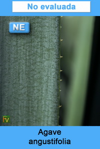 Agave angustifolia