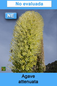 Agave attenuata