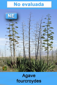 Agave fourcroydes