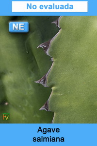 Agave salmiana