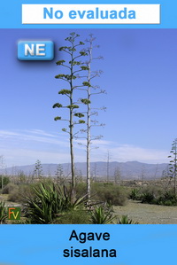 Agave sisalana