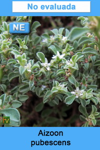 Aizoon pubescens