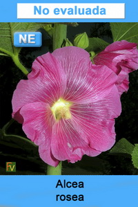 Alcea rosea