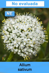 Allium sativum