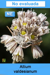 Allium valdesianum