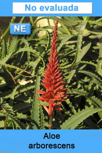 Aloe arborescens