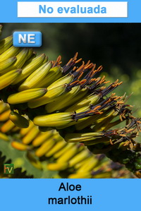 Aloe marlothii