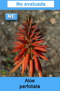 Aloe perfoliata