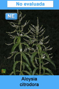 Aloysia citrodora