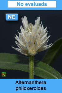 Alternanthera philoxeroides