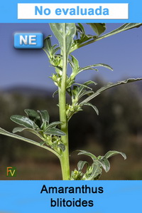 Amaranthus blitoides