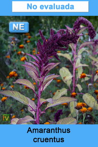 Amaranthus cruentus