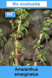 Amaranthus emarginatus