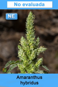 Amaranthus hybridus