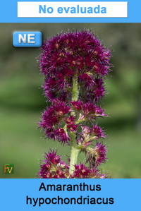 Amaranthus hypochondriacus
