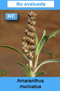 Amaranthus muricatus