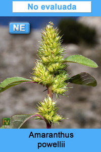 Amaranthus powellii