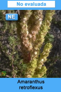 Amaranthus retroflexus