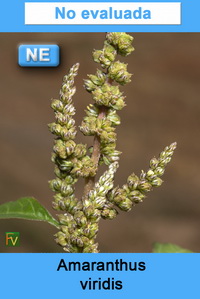 Amaranthus viridis