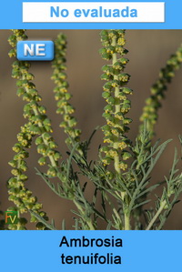 Ambrosia tenuifolia