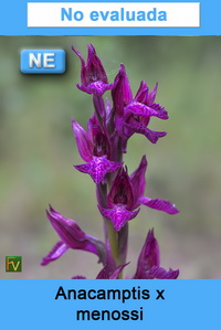 Anacamptis x menossi