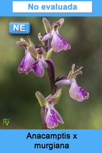 Anacamptis x murgiana