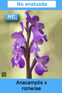 Anacamptis x romerae