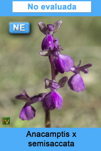 Anacamptis x semisaccata