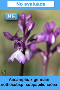 Ancamptis x gennarii subpapilionacea