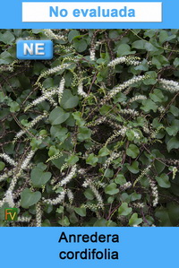 Anredera cordifolia