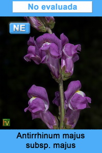 Antirrhinum majus majus