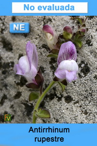 Antirrhinum rupestre