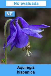 Aquilegia hispanica