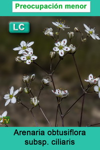 Arenaria obtusiflora ciliaris