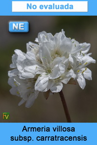 Armeria villosa carratracensis
