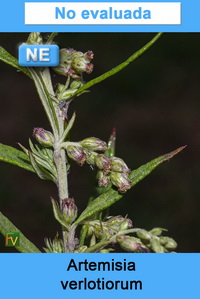 Artemisia verlotiorum