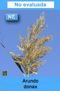 Arundo donax