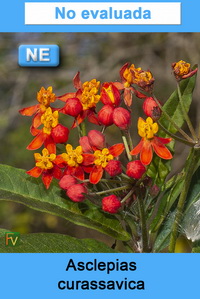 Asclepias curassavica