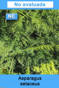 Asparagus setaceus