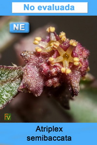 Atriplex semibaccata