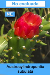 Austrocylindropuntia subulata