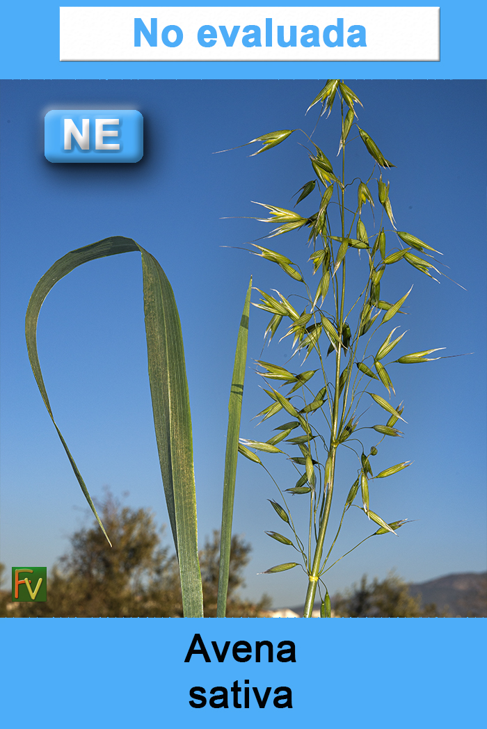 Avena sativa