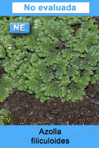 Azolla filiculoides