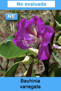 Bauhinia variegata