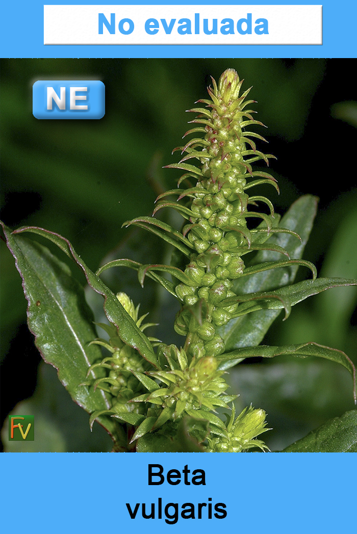 Beta vulgaris